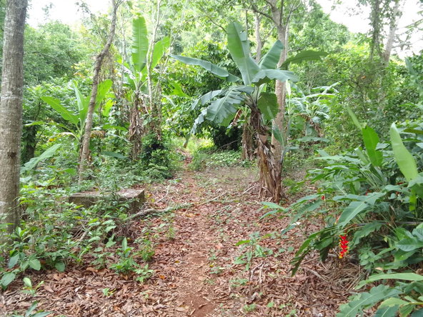 Third image of Part of Mocho Called Foga in Mocho, Clarendon, Jamaica - property is For Sale
