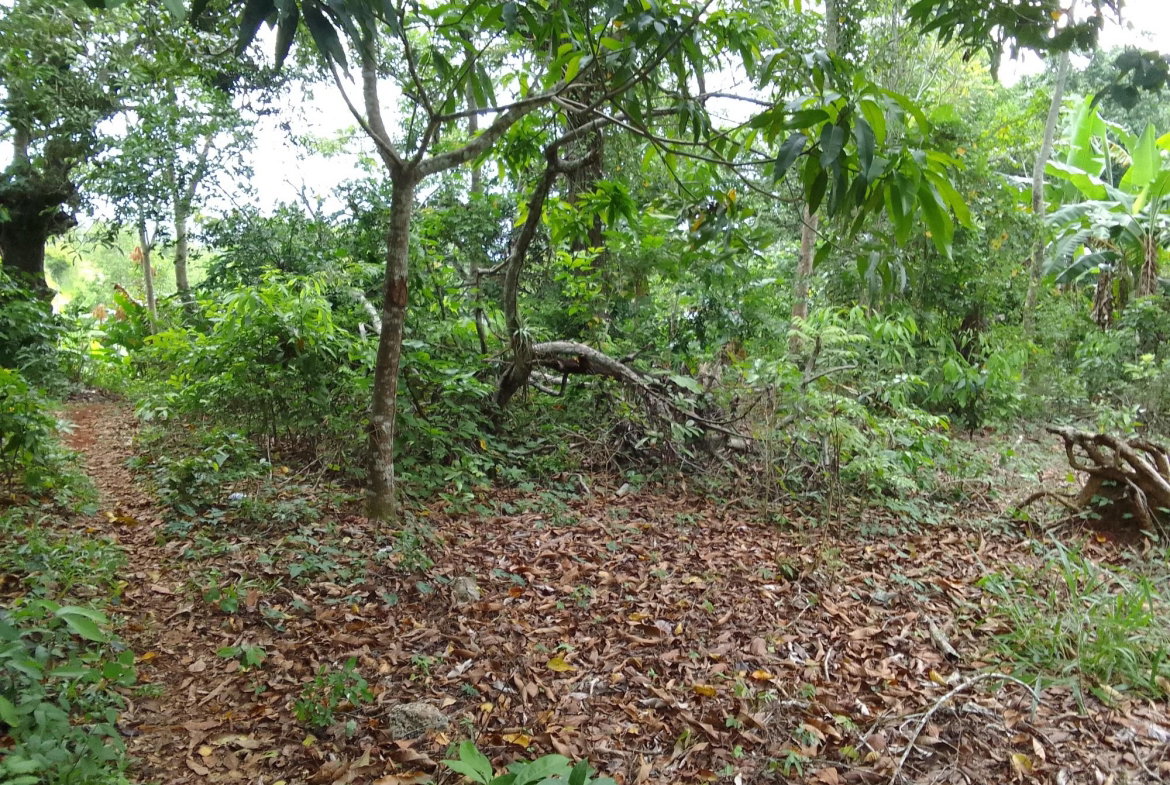 Fourth image of Part of Mocho Called Foga in Mocho, Clarendon, Jamaica - property is For Sale