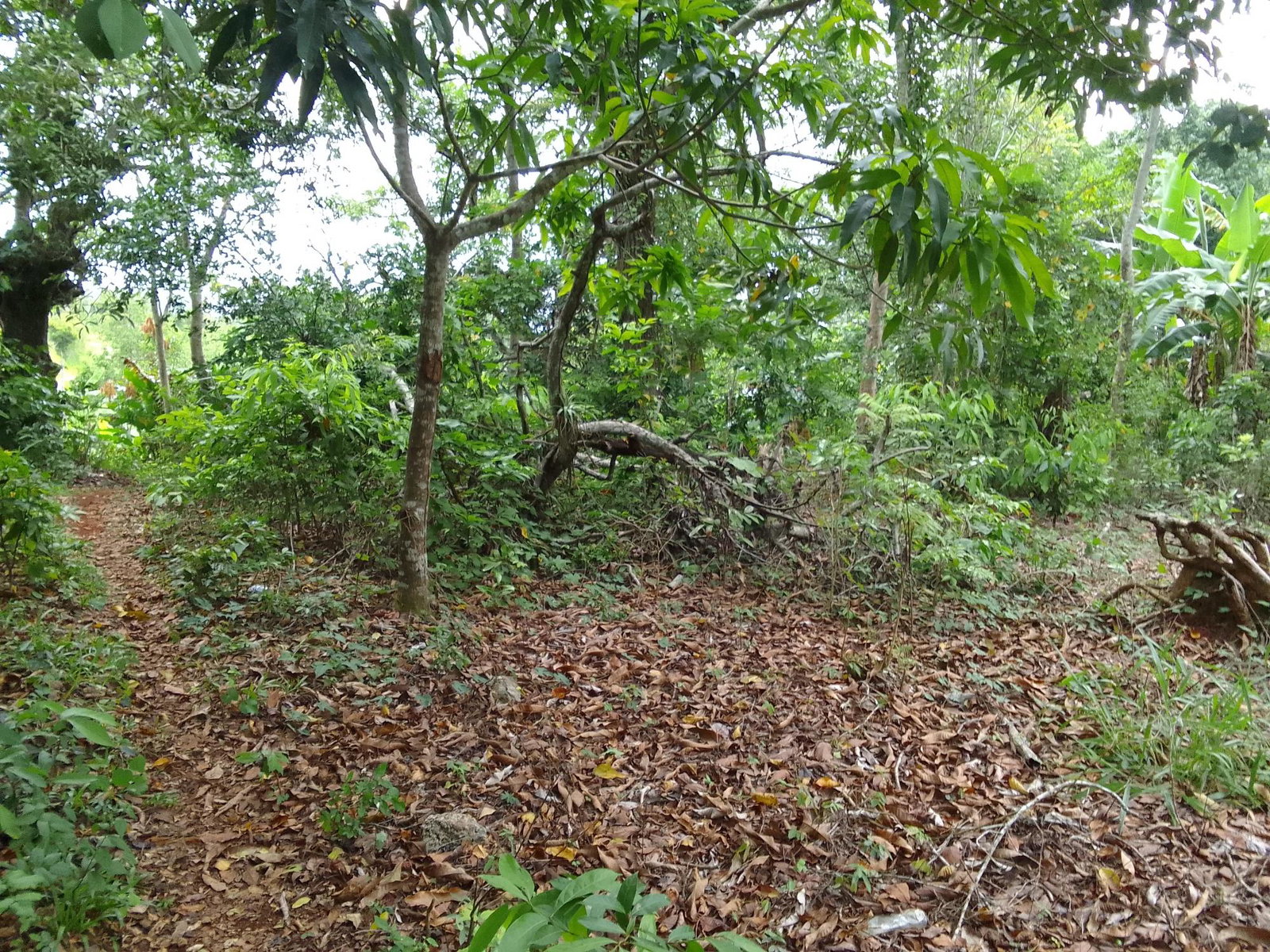 Fourth image of Part of Mocho Called Foga in Mocho, Clarendon, Jamaica - property is For Sale