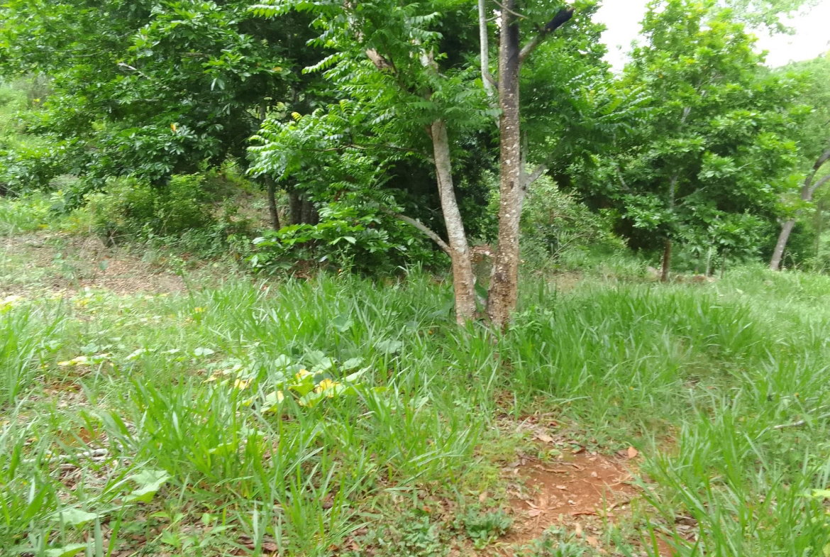 Fifth image of Part of Mocho Called Foga in Mocho, Clarendon, Jamaica - property is For Sale