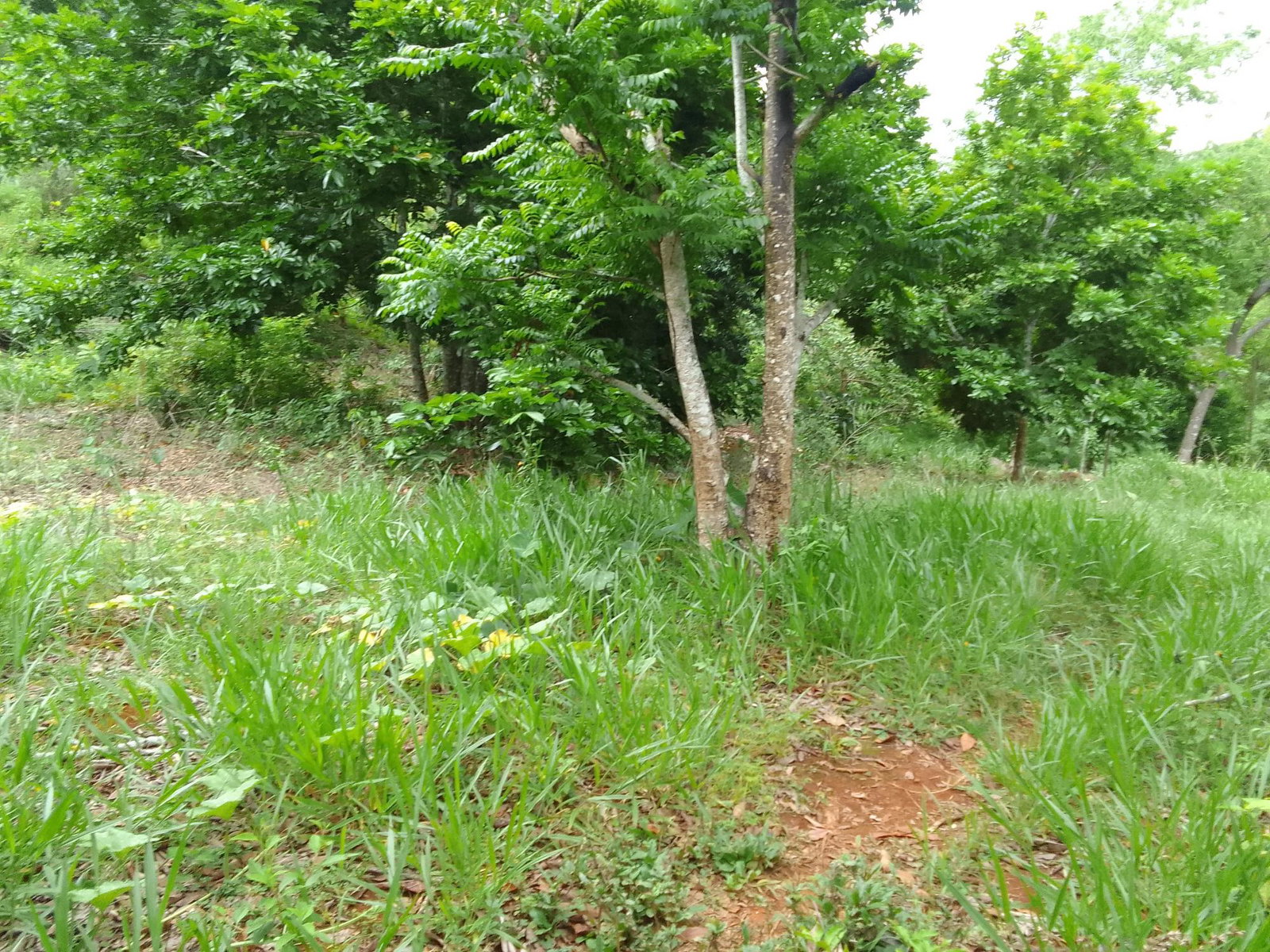 Fifth image of Part of Mocho Called Foga in Mocho, Clarendon, Jamaica - property is For Sale