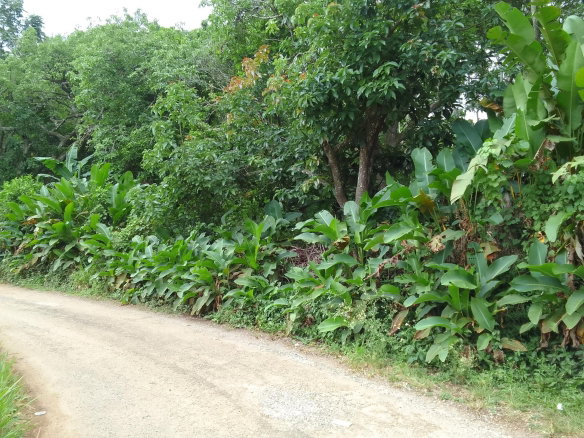 First image of Part of Mocho Called Foga in Mocho, Clarendon, Jamaica - property is For Sale