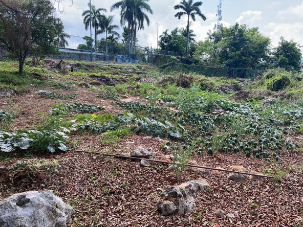 Eighth image of 36 & 38 Queens Dr., St. James in White Sands Beach, St. James, Jamaica - property is For Sale