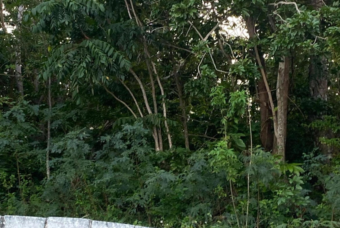 Twelfth image of Part of Tanglewood in Tanglewood, St. Ann, Jamaica - property is For Sale