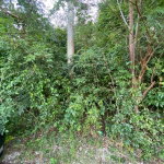 First image of Part of Tanglewood in Tanglewood, St. Ann, Jamaica - property is For Sale