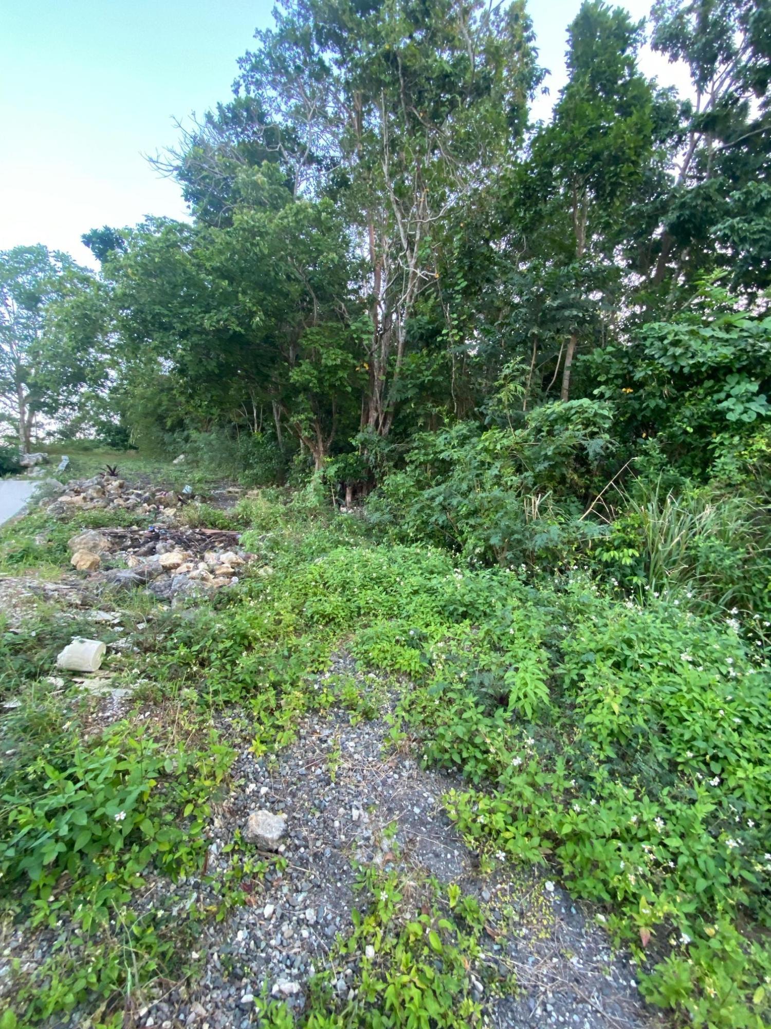 Prime-80.5-Acre-Development-Land-for-Sale-in-St.-Ann-Jamaica Eighteenth image of Part of Tanglewood in Tanglewood, St. Ann, Jamaica - property is For Sale