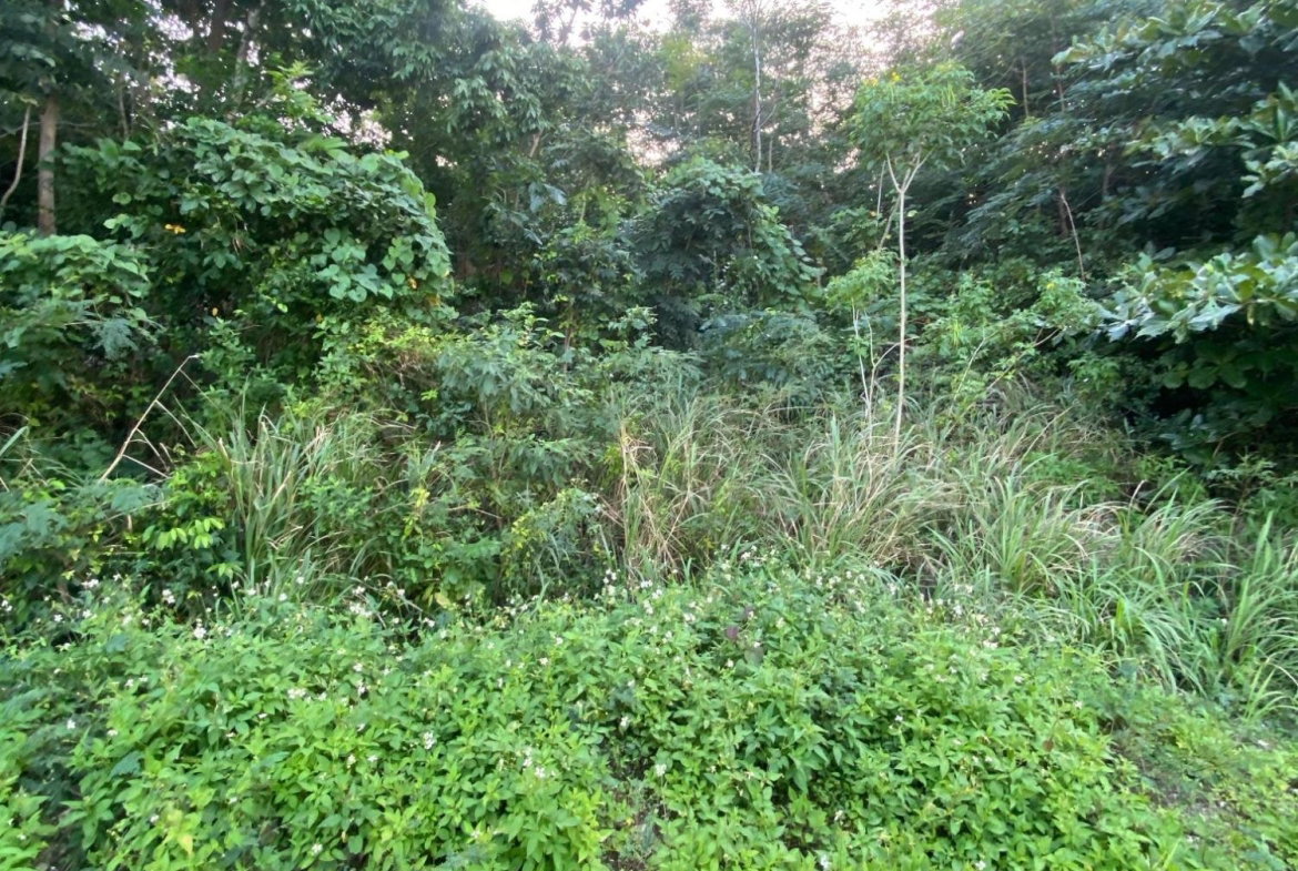 Nineteenth image of Part of Tanglewood in Tanglewood, St. Ann, Jamaica - property is For Sale