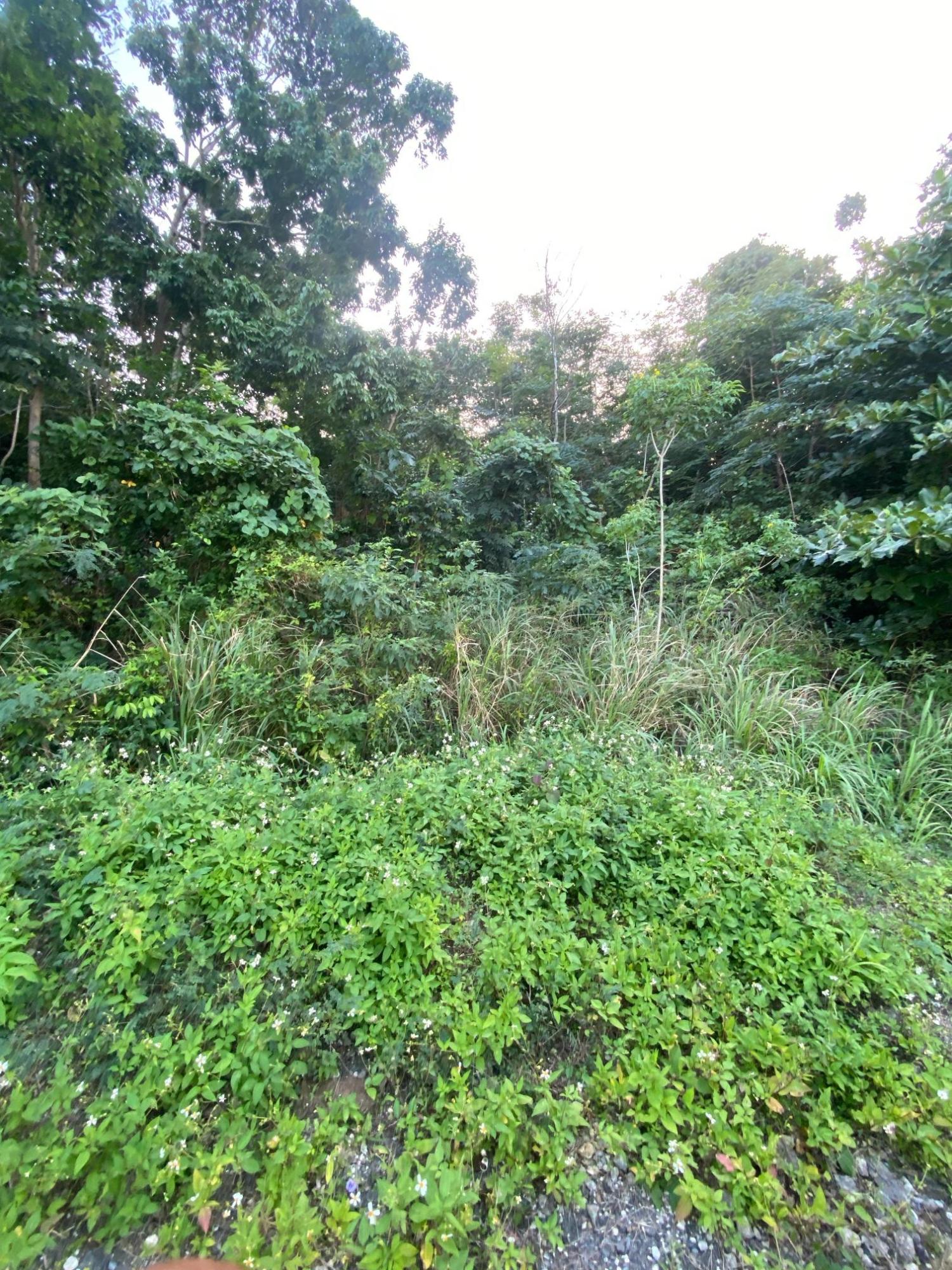 Prime-80.5-Acre-Development-Land-for-Sale-in-St.-Ann-Jamaica Nineteenth image of Part of Tanglewood in Tanglewood, St. Ann, Jamaica - property is For Sale