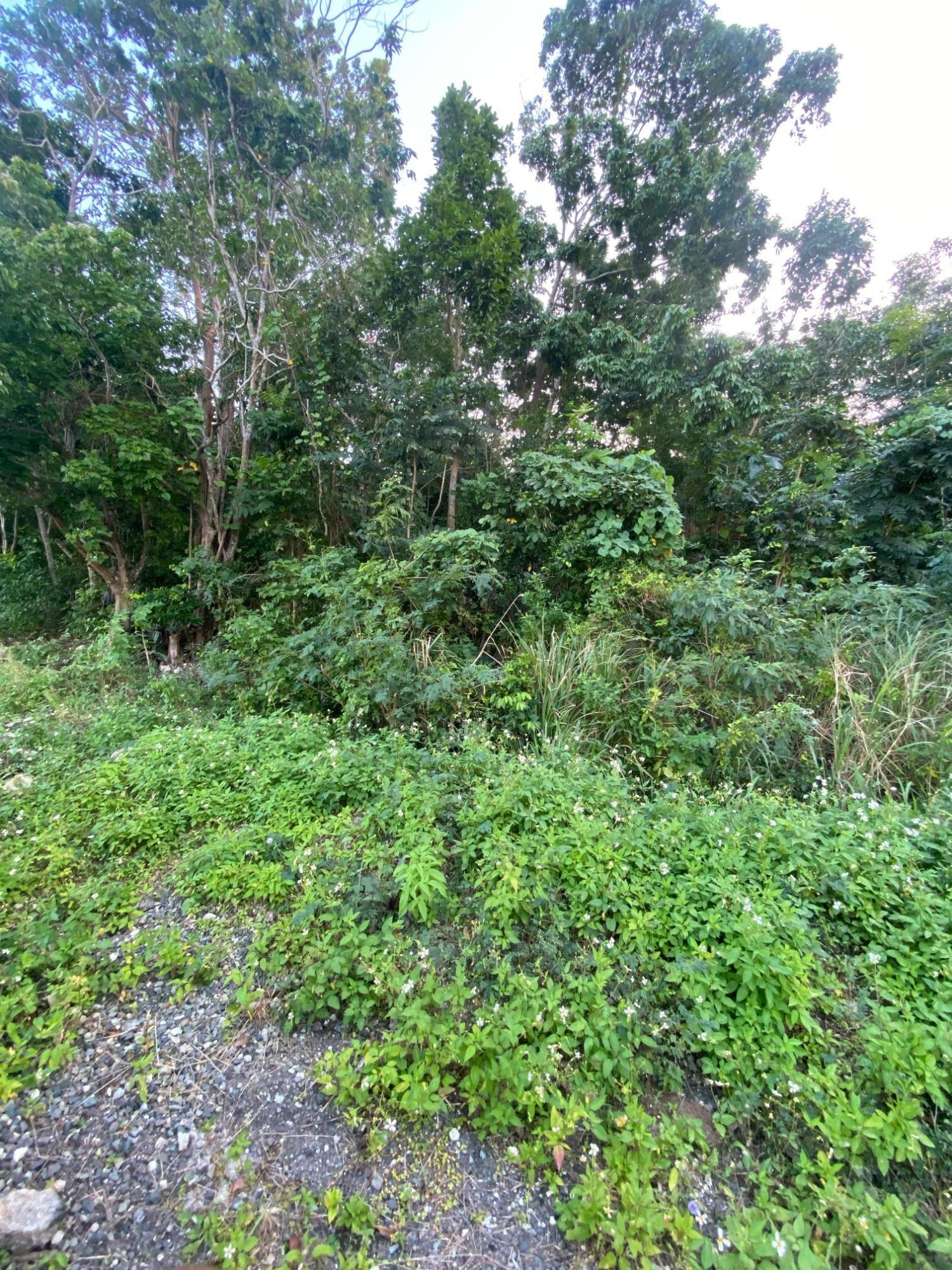 Prime-80.5-Acre-Development-Land-for-Sale-in-St.-Ann-Jamaica Twentieth image of Part of Tanglewood in Tanglewood, St. Ann, Jamaica - property is For Sale
