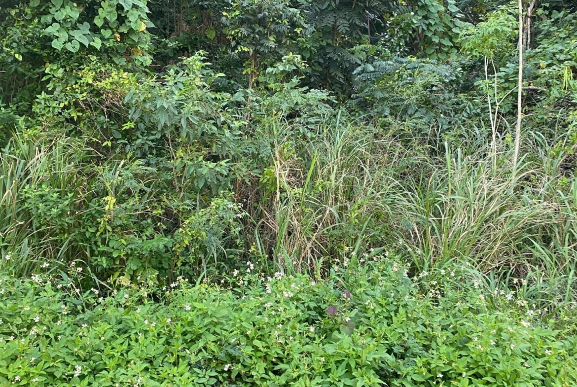 Third image of Part of Tanglewood in Tanglewood, St. Ann, Jamaica - property is For Sale