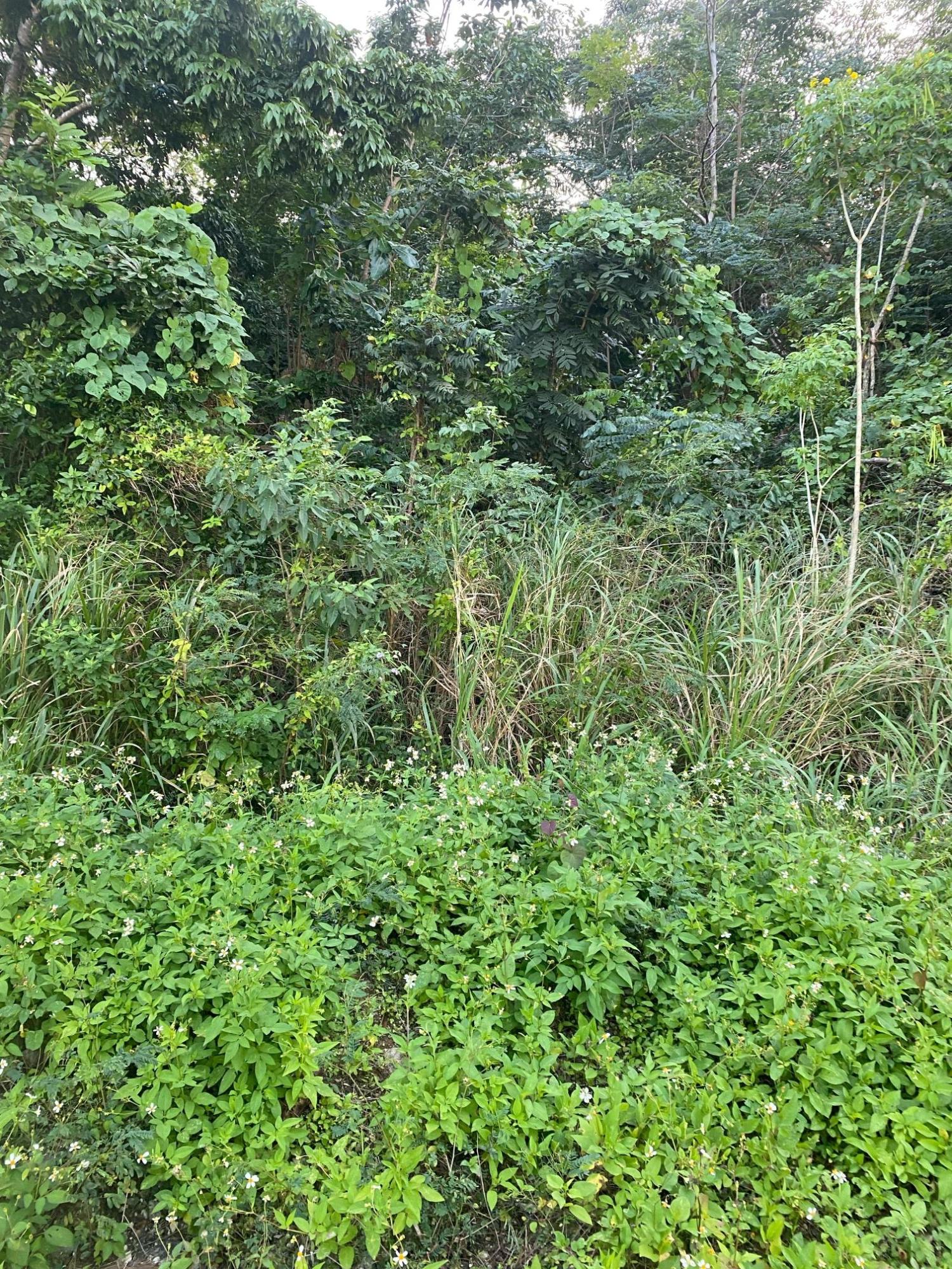 Prime-80.5-Acre-Development-Land-for-Sale-in-St.-Ann-Jamaica Third image of Part of Tanglewood in Tanglewood, St. Ann, Jamaica - property is For Sale