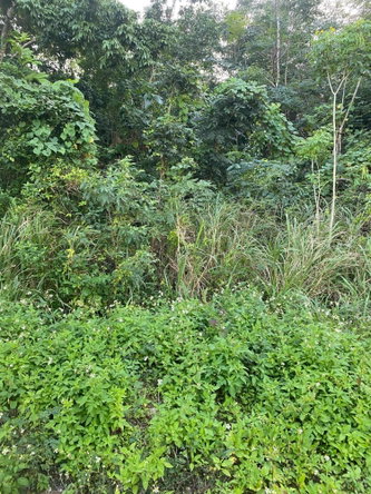 Third image of Part of Tanglewood in Tanglewood, St. Ann, Jamaica - property is For Sale