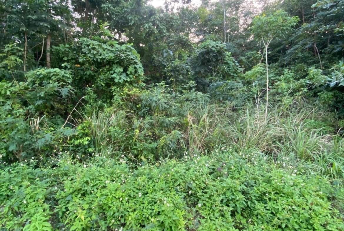 Twenty-First image of Part of Tanglewood in Tanglewood, St. Ann, Jamaica - property is For Sale