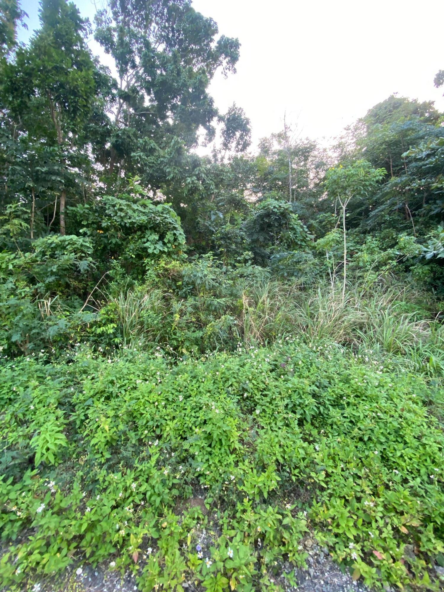 Prime-80.5-Acre-Development-Land-for-Sale-in-St.-Ann-Jamaica Twenty-First image of Part of Tanglewood in Tanglewood, St. Ann, Jamaica - property is For Sale