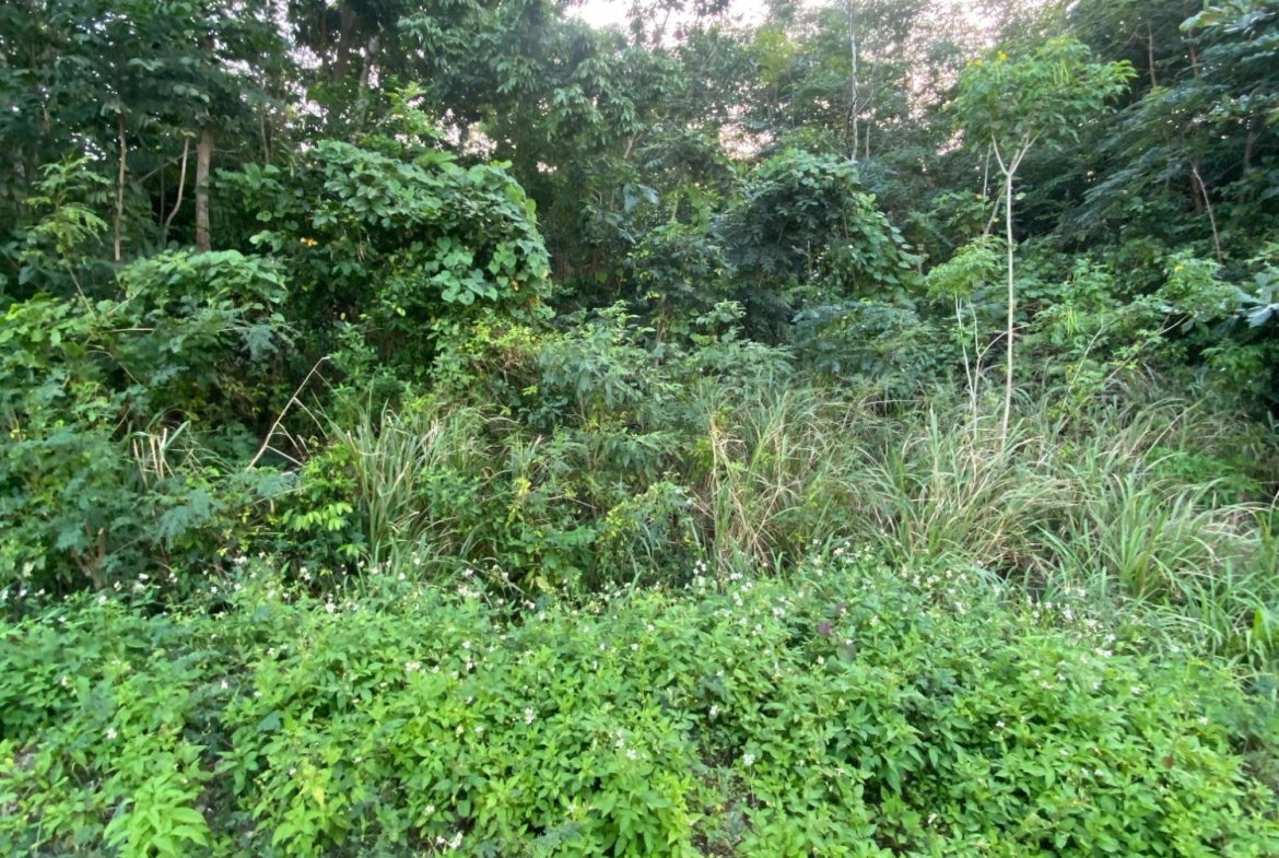 Twenty-Second image of Part of Tanglewood in Tanglewood, St. Ann, Jamaica - property is For Sale