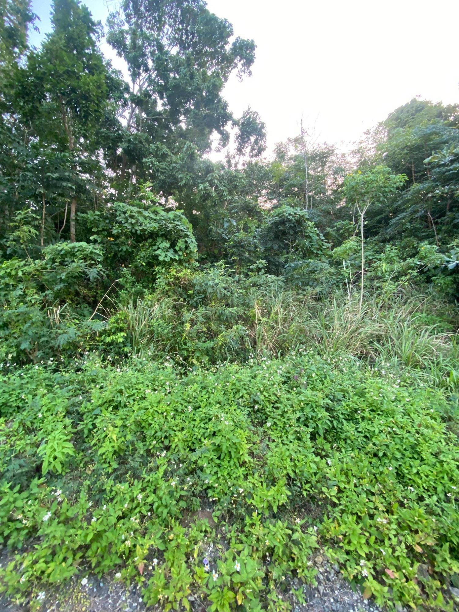 Prime-80.5-Acre-Development-Land-for-Sale-in-St.-Ann-Jamaica Twenty-Second image of Part of Tanglewood in Tanglewood, St. Ann, Jamaica - property is For Sale