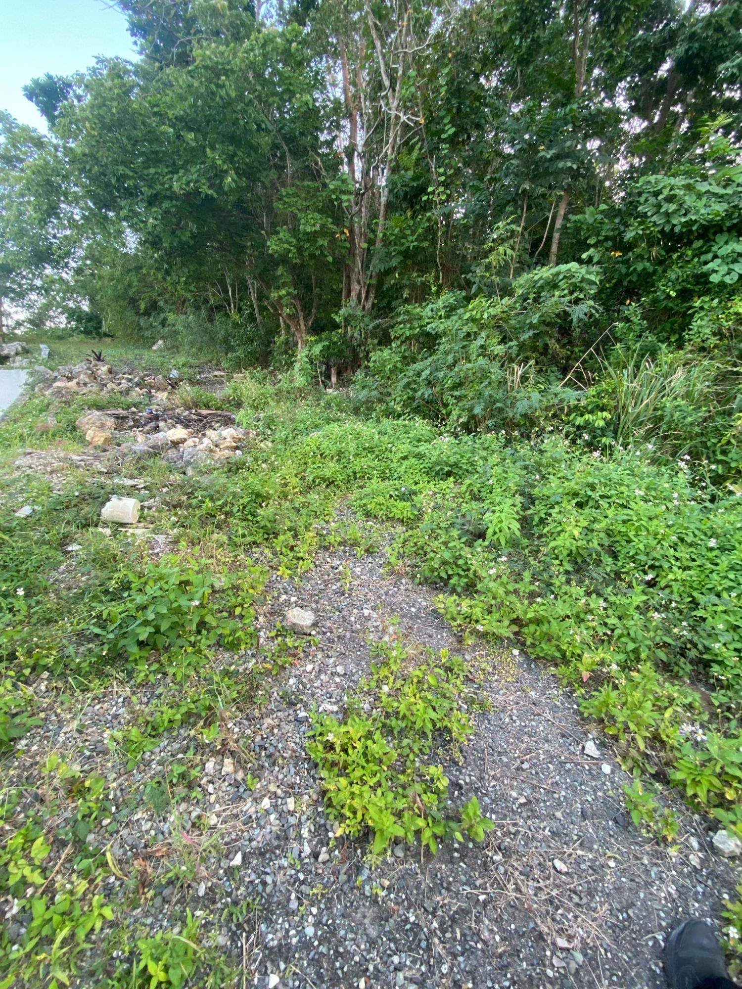 Prime-80.5-Acre-Development-Land-for-Sale-in-St.-Ann-Jamaica Twenty-Third image of Part of Tanglewood in Tanglewood, St. Ann, Jamaica - property is For Sale