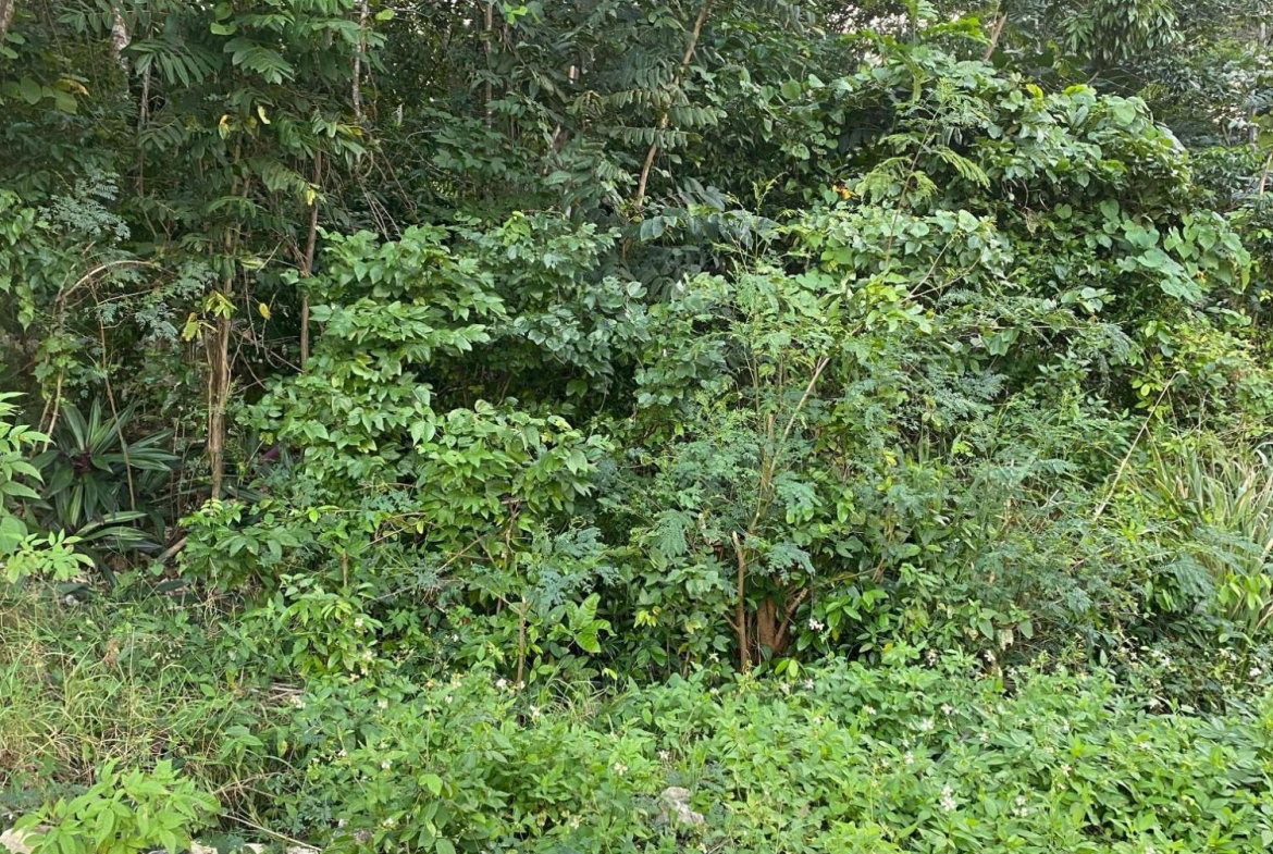 Sixth image of Part of Tanglewood in Tanglewood, St. Ann, Jamaica - property is For Sale