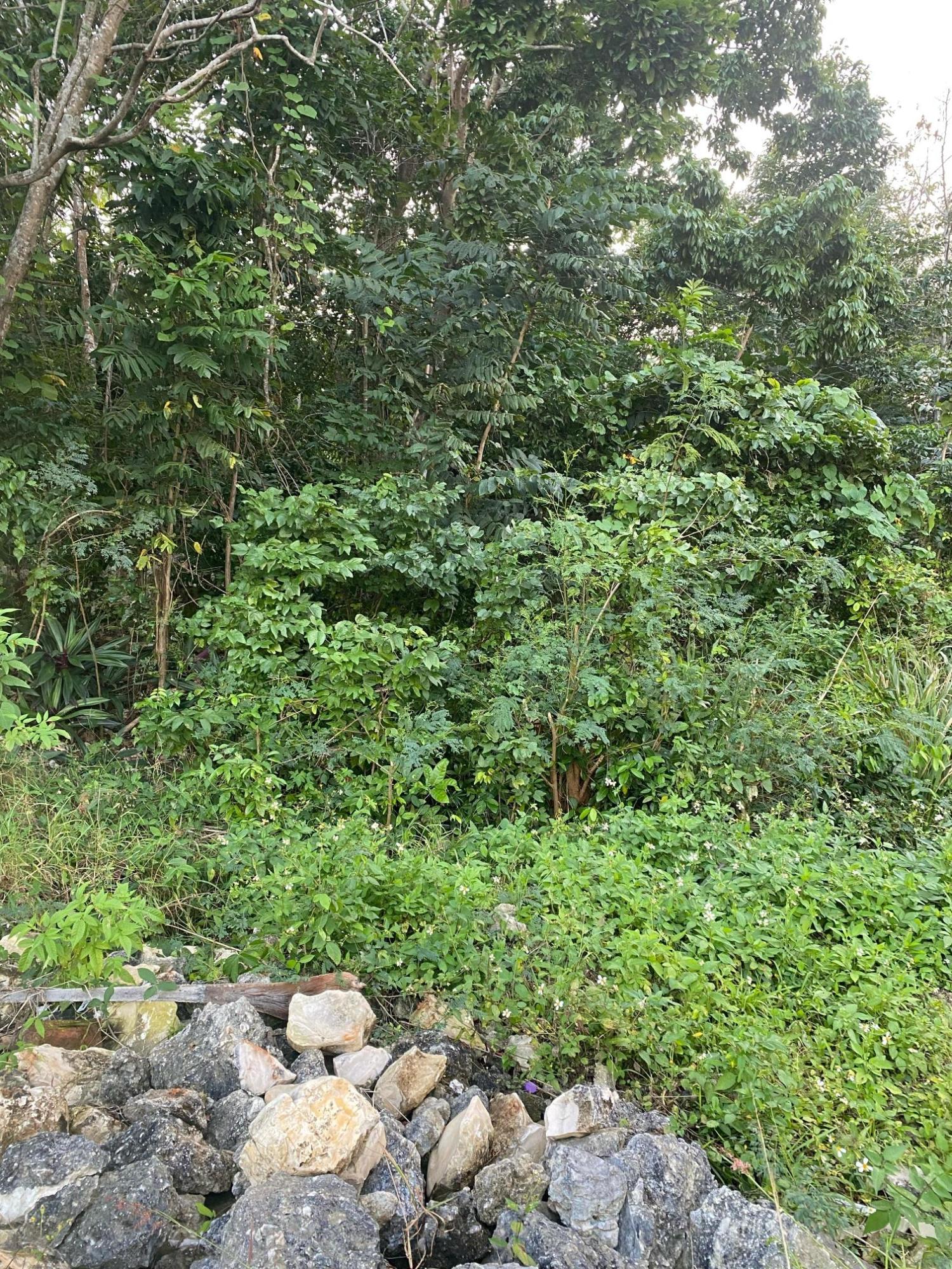 Prime-80.5-Acre-Development-Land-for-Sale-in-St.-Ann-Jamaica Sixth image of Part of Tanglewood in Tanglewood, St. Ann, Jamaica - property is For Sale