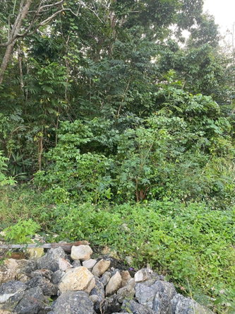 Sixth image of Part of Tanglewood in Tanglewood, St. Ann, Jamaica - property is For Sale