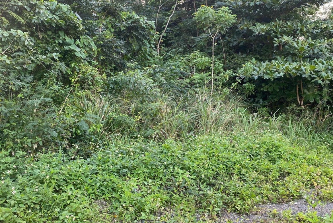 Seventh image of Part of Tanglewood in Tanglewood, St. Ann, Jamaica - property is For Sale