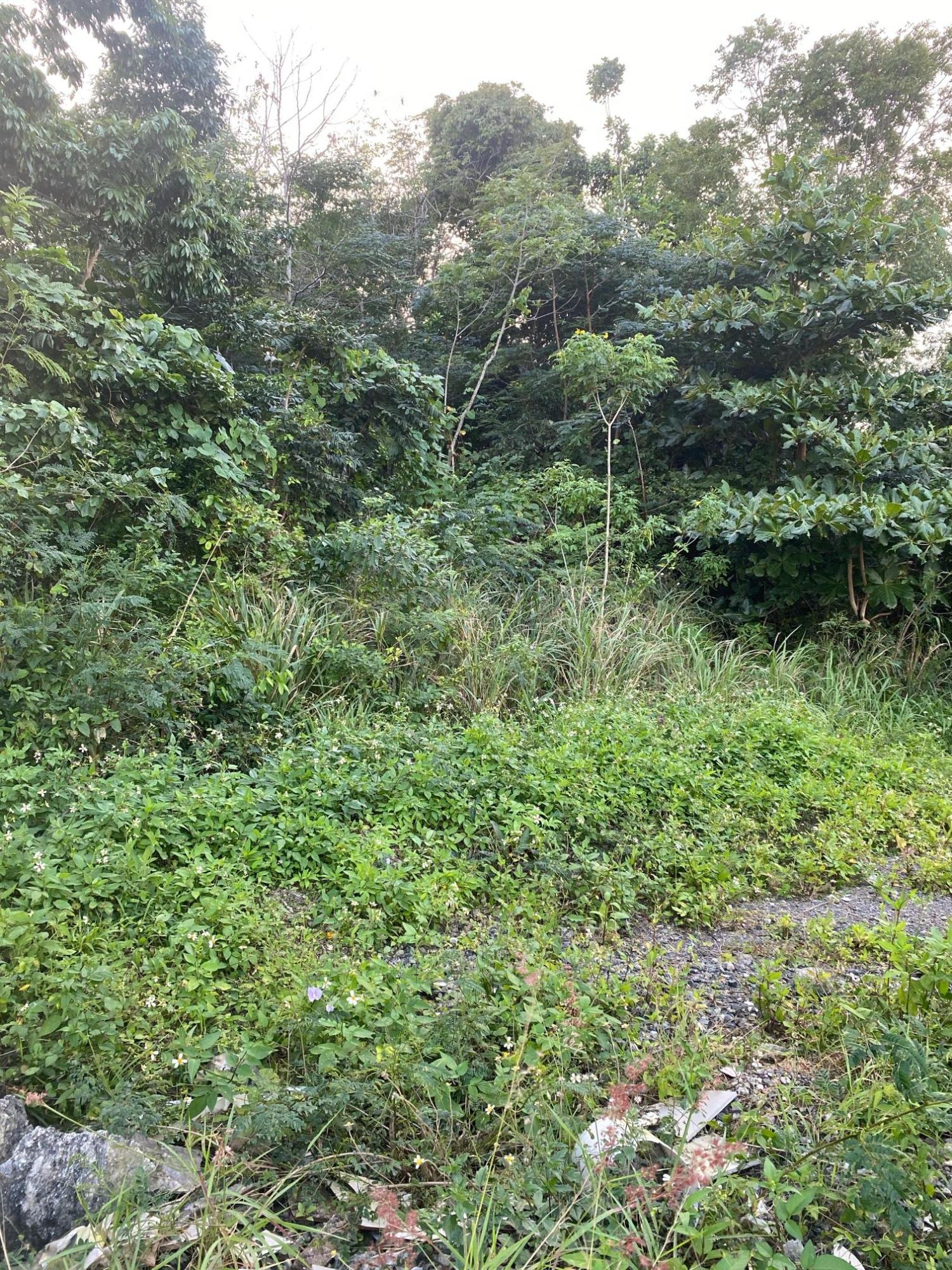 Prime-80.5-Acre-Development-Land-for-Sale-in-St.-Ann-Jamaica Seventh image of Part of Tanglewood in Tanglewood, St. Ann, Jamaica - property is For Sale