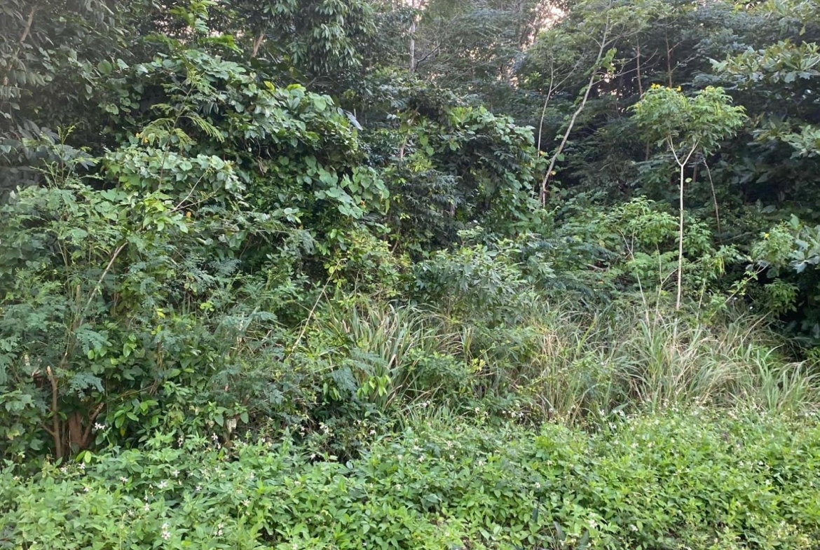 Eighth image of Part of Tanglewood in Tanglewood, St. Ann, Jamaica - property is For Sale