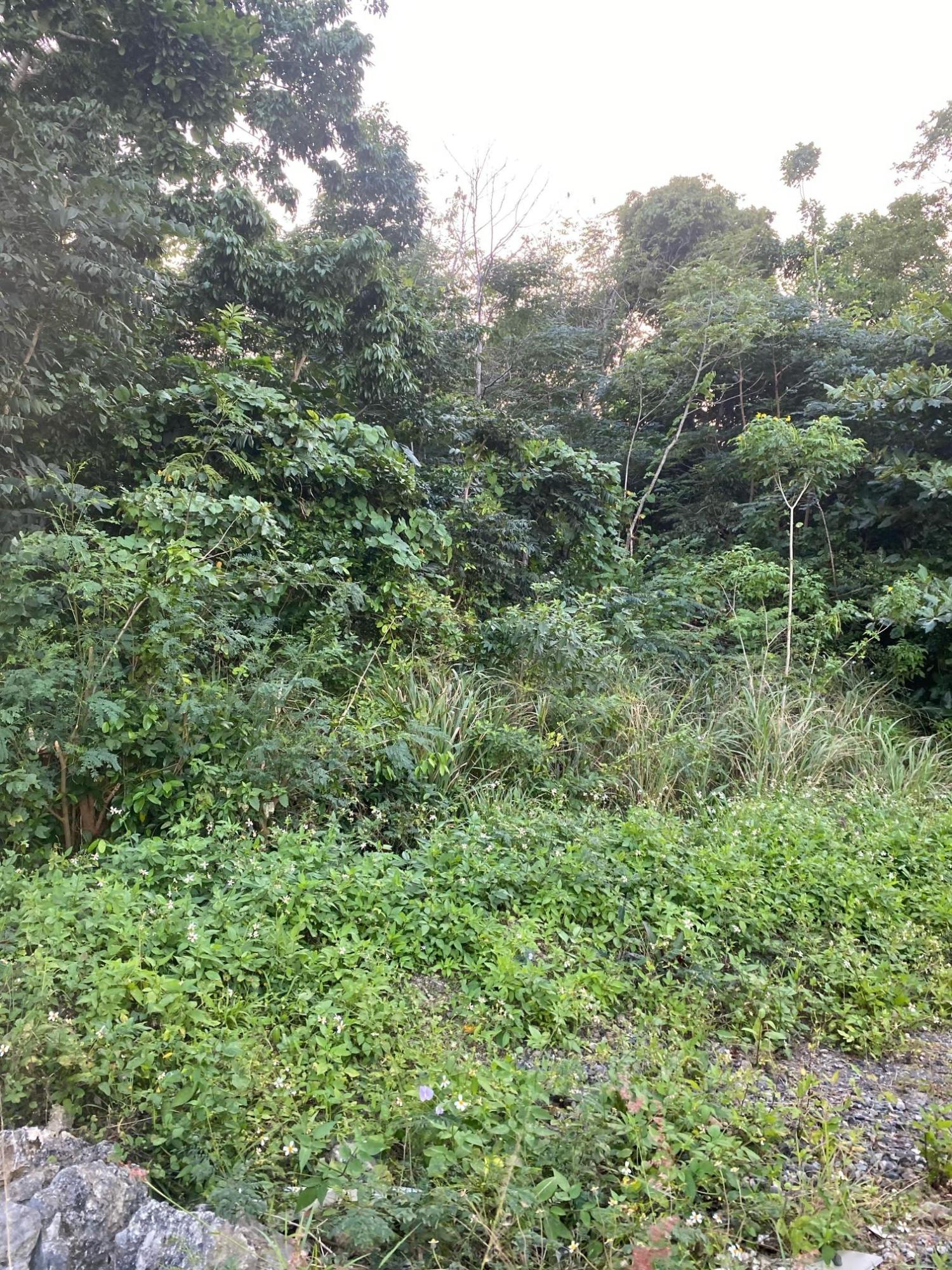 Prime-80.5-Acre-Development-Land-for-Sale-in-St.-Ann-Jamaica Eighth image of Part of Tanglewood in Tanglewood, St. Ann, Jamaica - property is For Sale