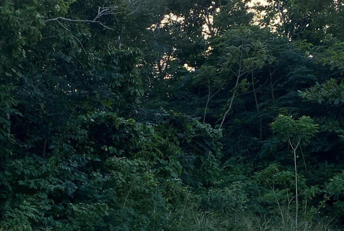 Ninth image of Part of Tanglewood in Tanglewood, St. Ann, Jamaica - property is For Sale