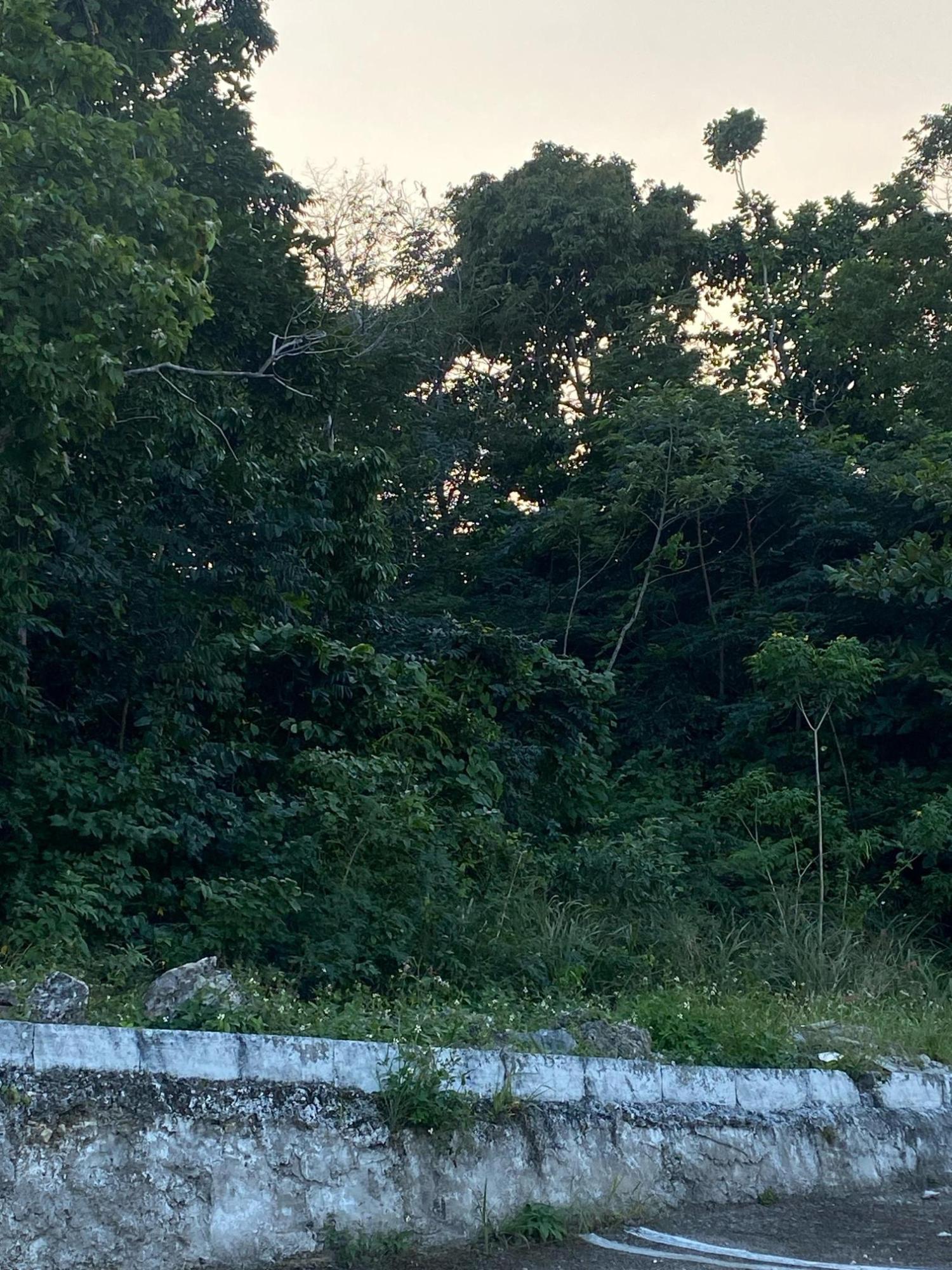 Prime-80.5-Acre-Development-Land-for-Sale-in-St.-Ann-Jamaica Ninth image of Part of Tanglewood in Tanglewood, St. Ann, Jamaica - property is For Sale