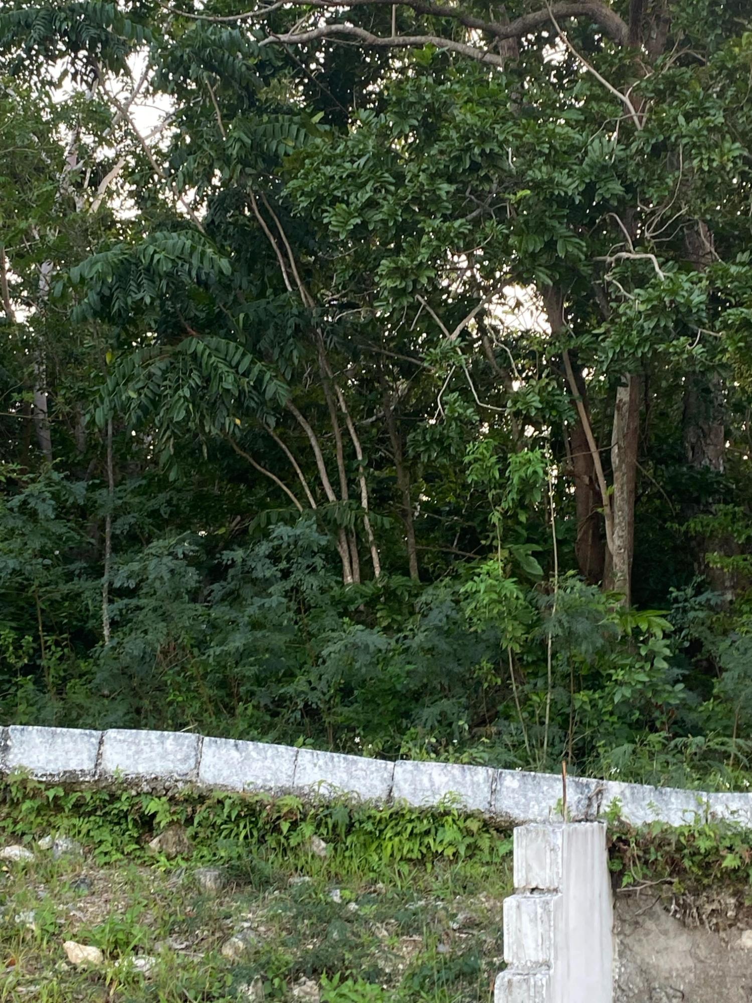 Prime-80.5-Acre-Development-Land-for-Sale-in-St.-Ann-Jamaica Tenth image of Part of Tanglewood in Tanglewood, St. Ann, Jamaica - property is For Sale