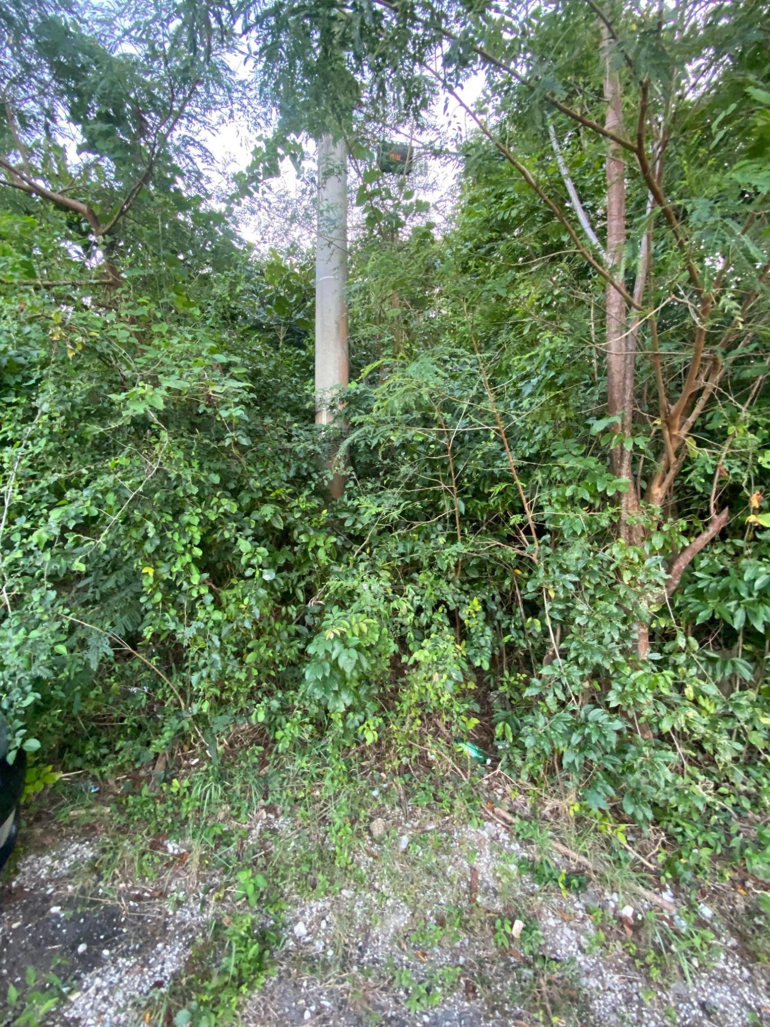 Prime-80.5-Acre-Development-Land-for-Sale-in-St.-Ann-Jamaica First image of Part of Tanglewood in Tanglewood, St. Ann, Jamaica - property is For Sale