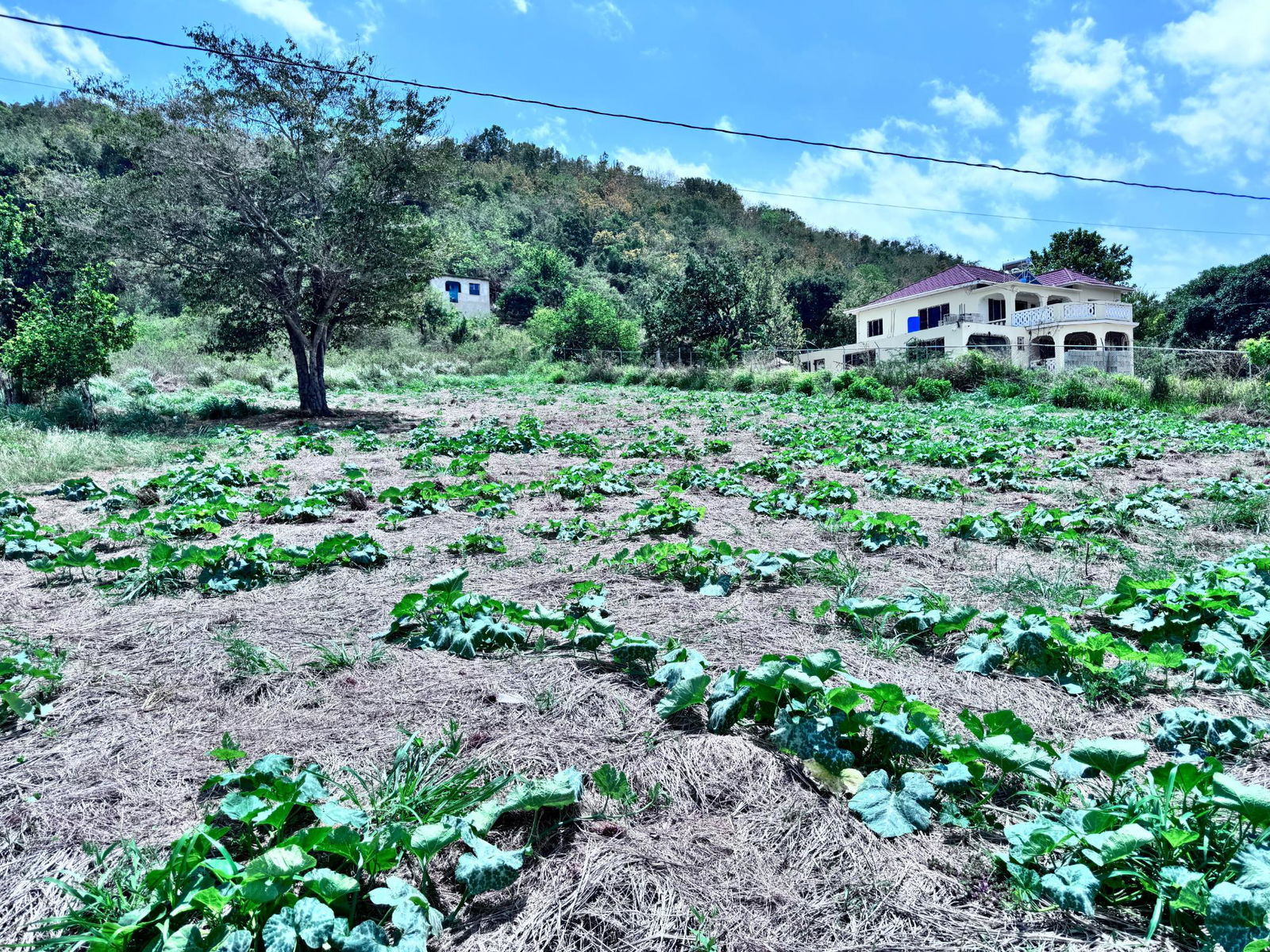 Thirteenth image of Ballards Valley, Junction in Ballards Valley, St. Elizabeth, Jamaica - property is For Sale