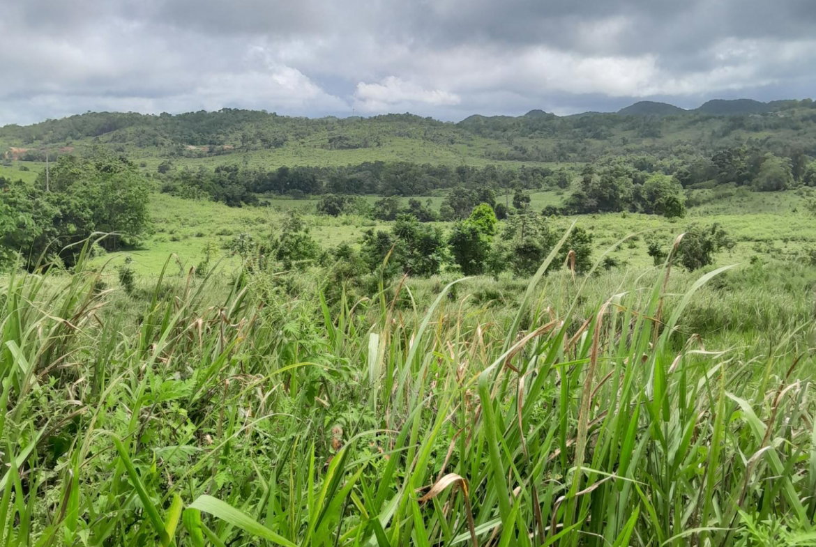 Eighth image of Friendship Scheme in Walkerswood, St. Ann, Jamaica - property is For Sale