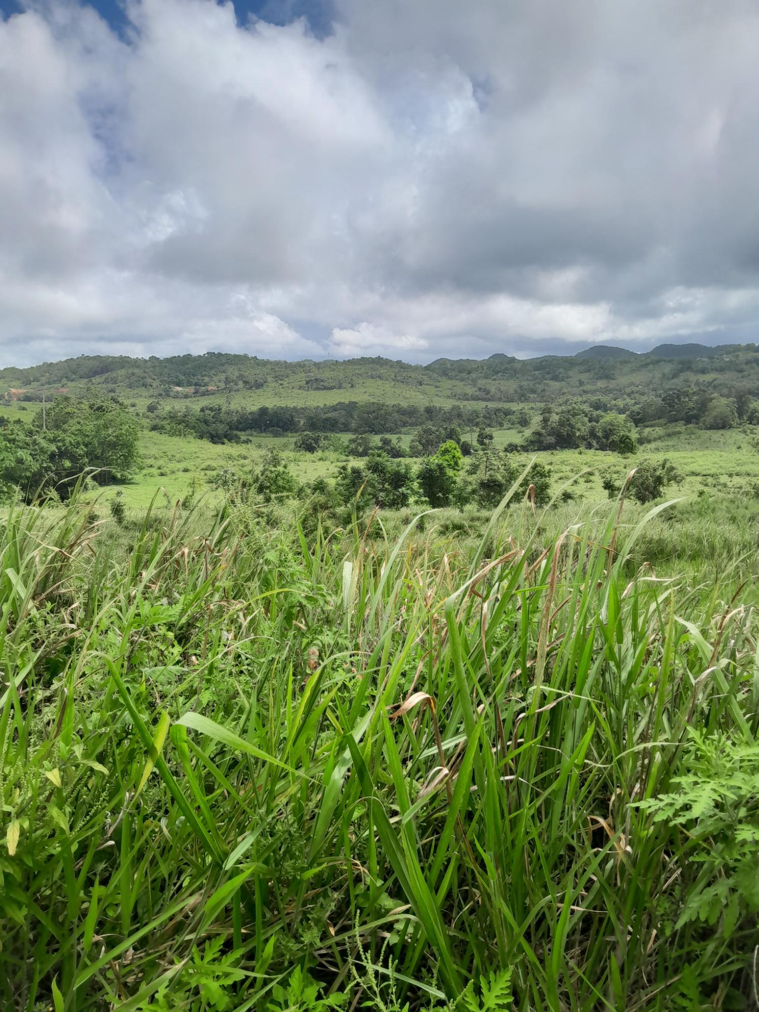 Eighth image of Friendship Scheme in Walkerswood, St. Ann, Jamaica - property is For Sale