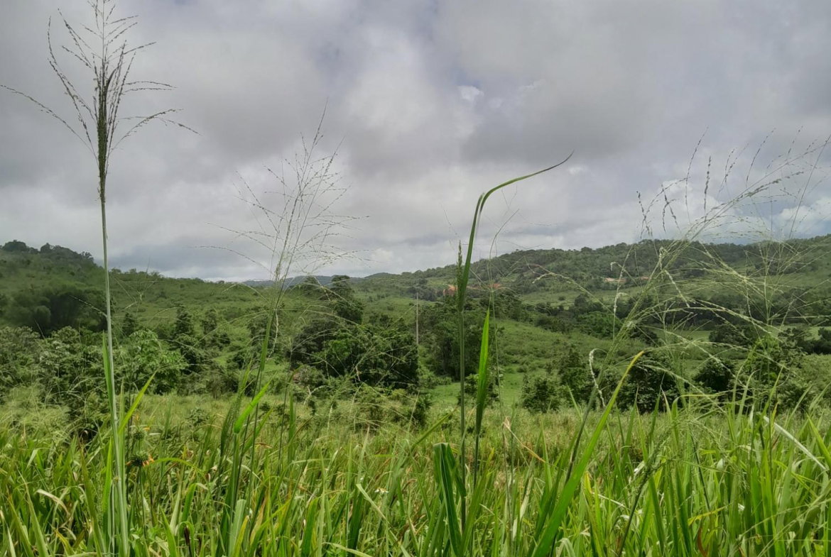 Ninth image of Friendship Scheme in Walkerswood, St. Ann, Jamaica - property is For Sale
