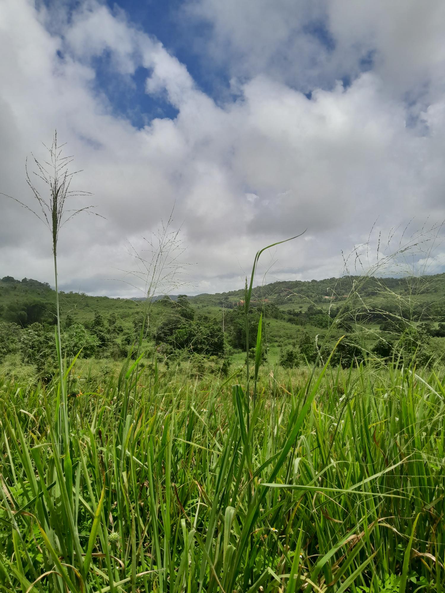 Ninth image of Friendship Scheme in Walkerswood, St. Ann, Jamaica - property is For Sale