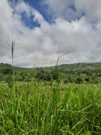 Ninth image of Friendship Scheme in Walkerswood, St. Ann, Jamaica - property is For Sale