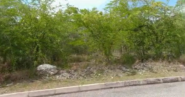 Fifth image of Palmbrook Estate in Lacovia, St. Elizabeth, Jamaica - property is For Sale
