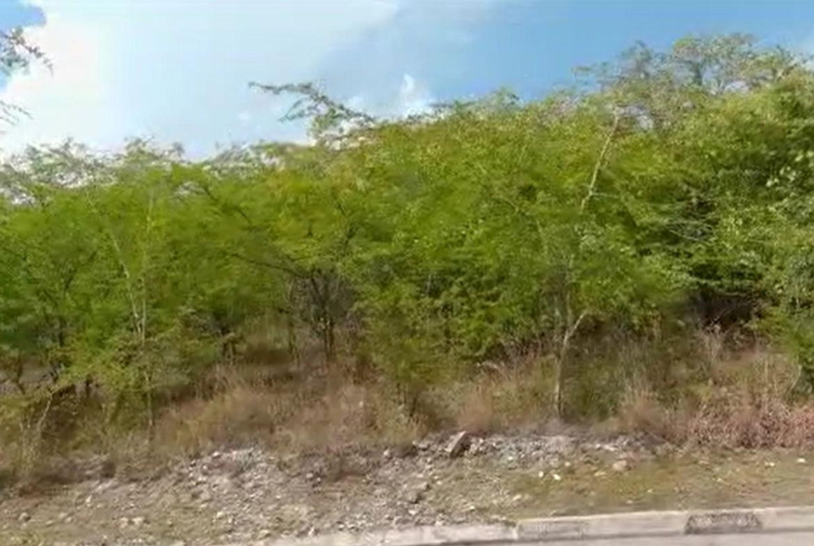 Eighth image of Palmbrook Estate in Lacovia, St. Elizabeth, Jamaica - property is For Sale