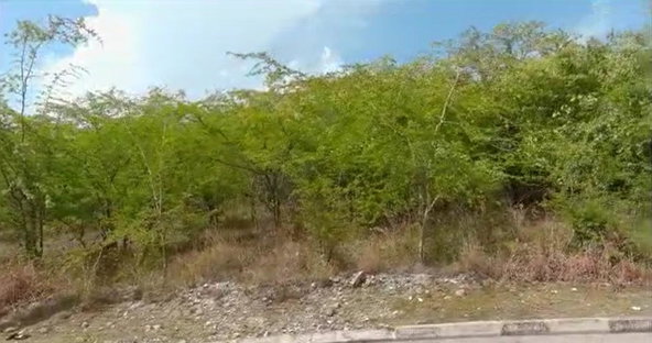Eighth image of Palmbrook Estate in Lacovia, St. Elizabeth, Jamaica - property is For Sale