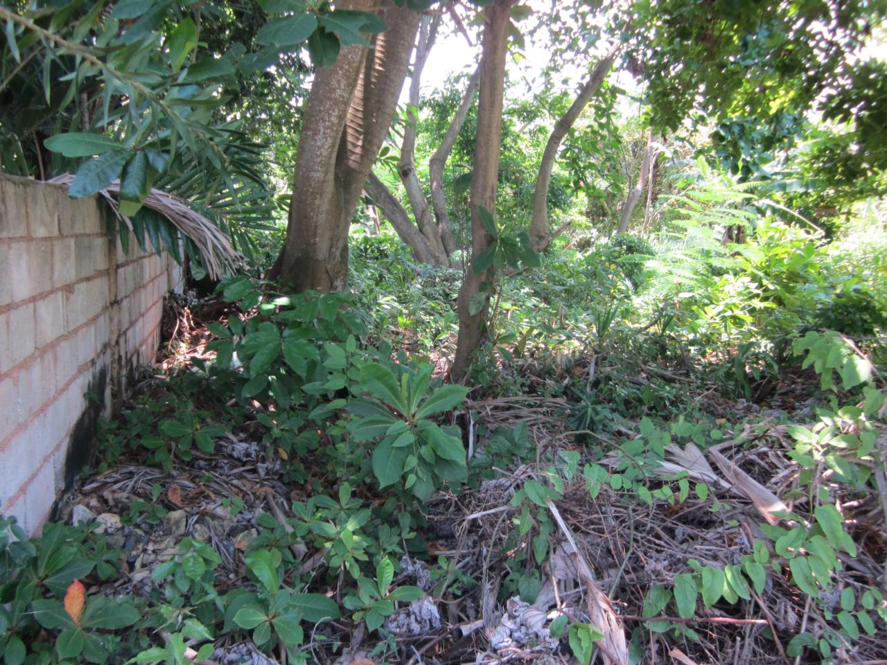 Ninth image of Lot 9 Llandovery, St. Ann in Discovery Bay, St. Ann, Jamaica - property is For Sale