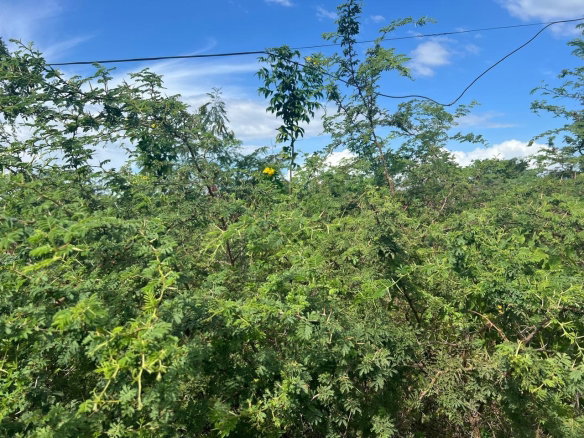 First image of 35 Chateau in May Pen, Clarendon, Jamaica - property is For Sale