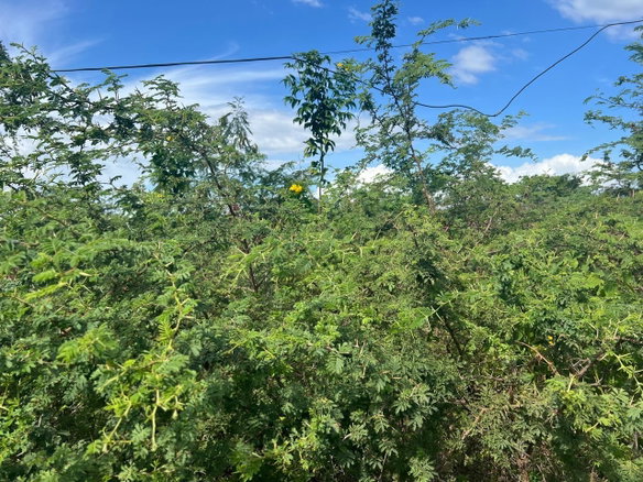 First image of 35 Chateau in May Pen, Clarendon, Jamaica - property is For Sale