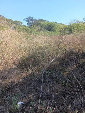 Fourteenth image of Lot 101- Aqueduct Country Club, bu in Bushy Park, St. Catherine, Jamaica - property is For Sale