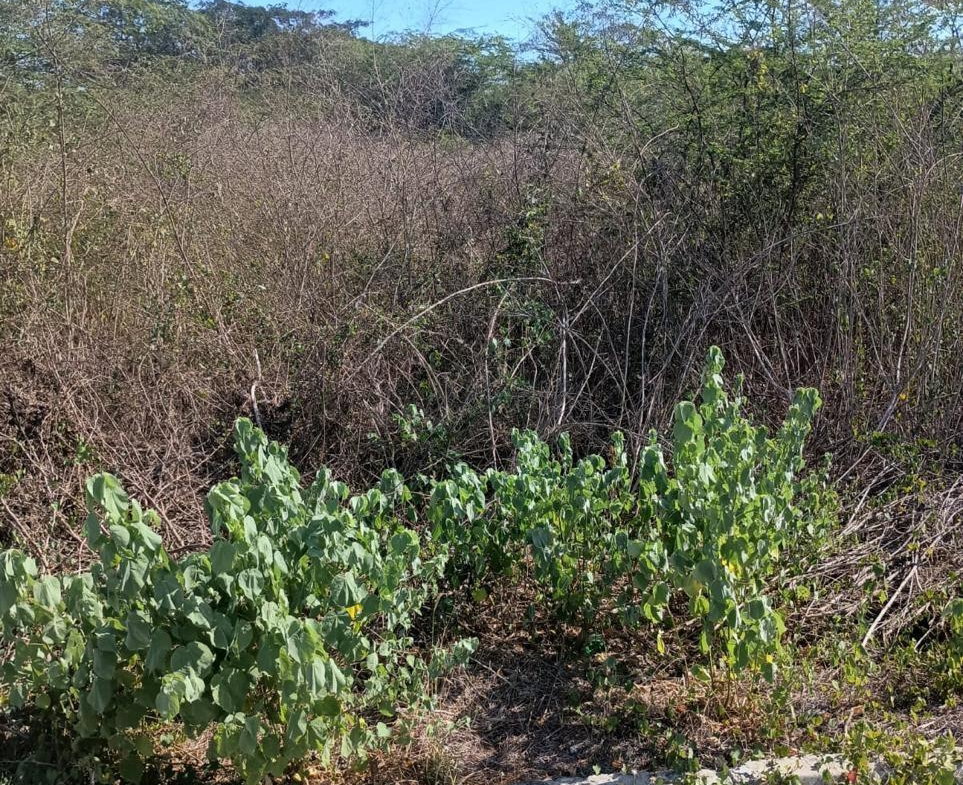 Fifth image of Lot 101- Aqueduct Country Club, bu in Bushy Park, St. Catherine, Jamaica - property is For Sale