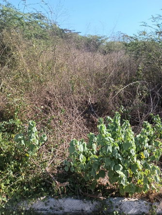 Seventh image of Lot 101- Aqueduct Country Club, bu in Bushy Park, St. Catherine, Jamaica - property is For Sale