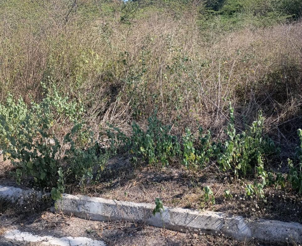 Tenth image of Lot 101- Aqueduct Country Club, bu in Bushy Park, St. Catherine, Jamaica - property is For Sale
