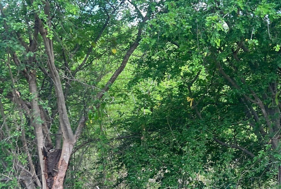 Eleventh image of 207 Cashoo, Palmbrook Estate in Lacovia, St. Elizabeth, Jamaica - property is For Sale