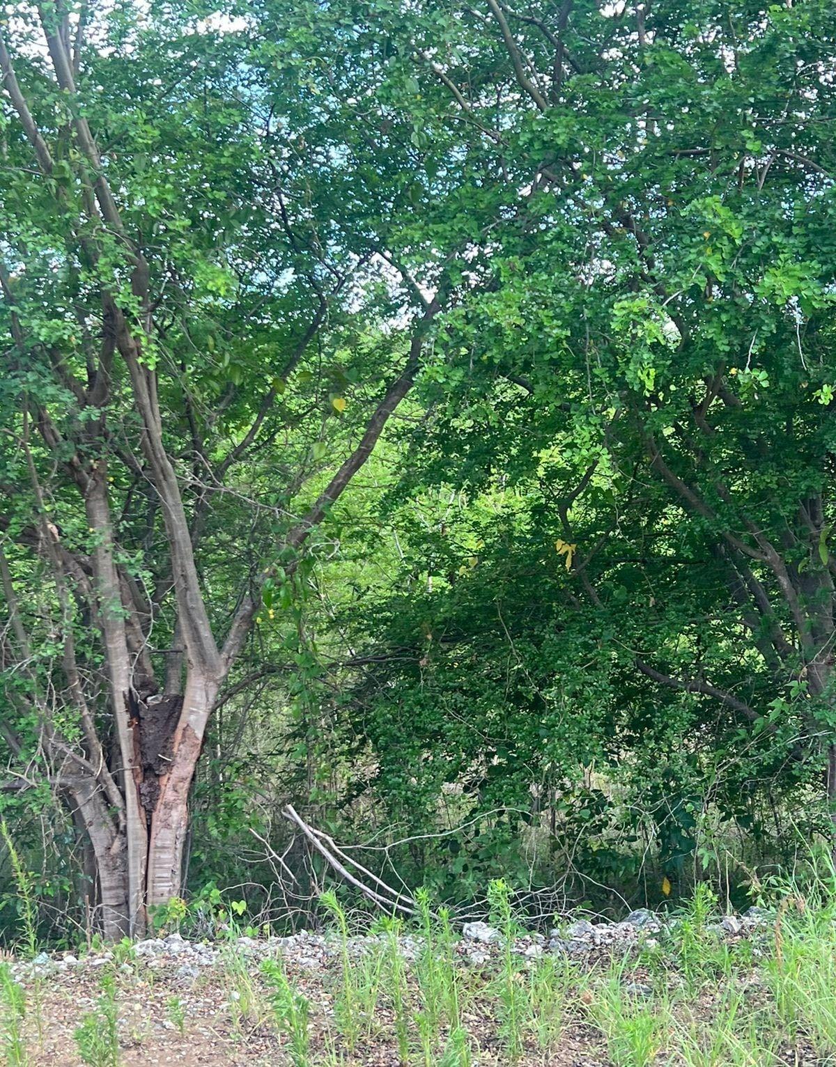 Residential-Lot-for-Sale-at-Palmbrook-Estate-St.-Elizabeth-Jamaica Eleventh image of 207 Cashoo, Palmbrook Estate in Lacovia, St. Elizabeth, Jamaica - property is For Sale